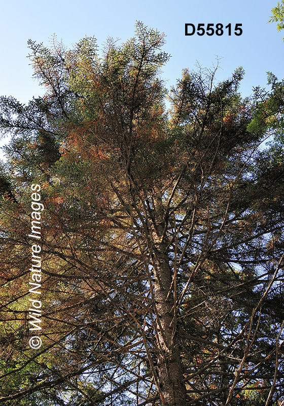 Red Spruce (Picea rubens)